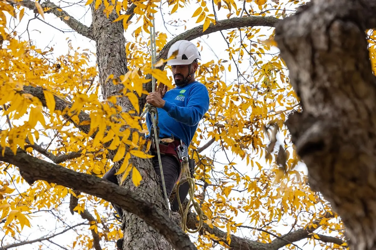 Skilled Tree Planing crew working in Dudley